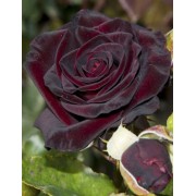 Чорна Королева (Black Queen)